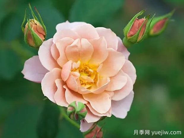 索拉月季/天空(图1) 索拉月季/天空月季(图1)