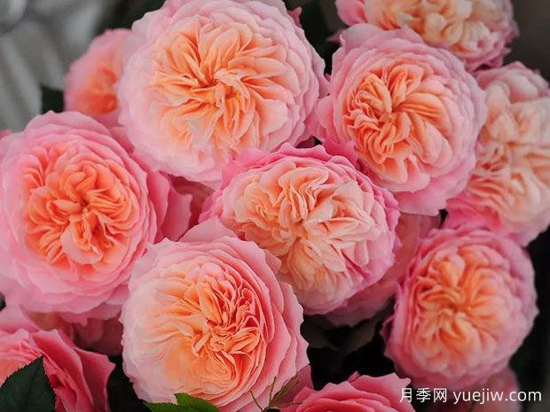 千月季(图2) 千月季(图2)