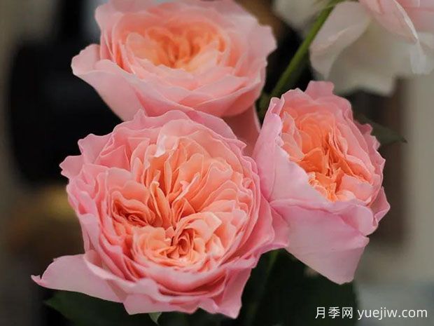 千月季(图1) 千月季(图1)