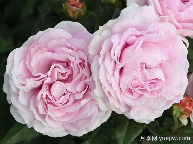 玛丽皇后月季/玛丽王后(图2)