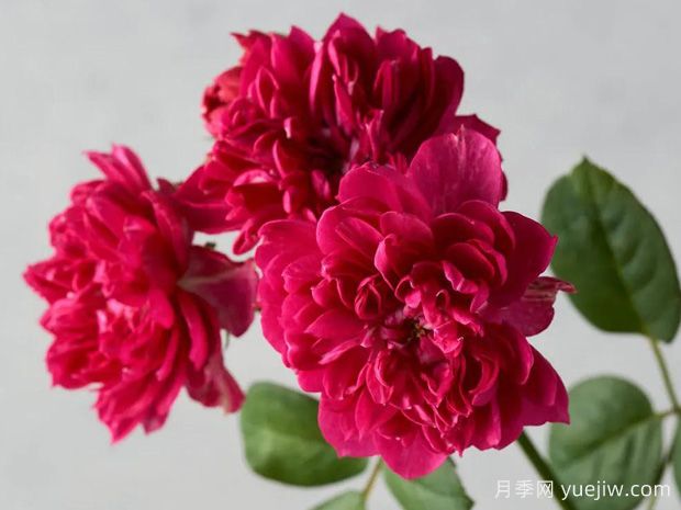 暦月季/日历月季(图1)