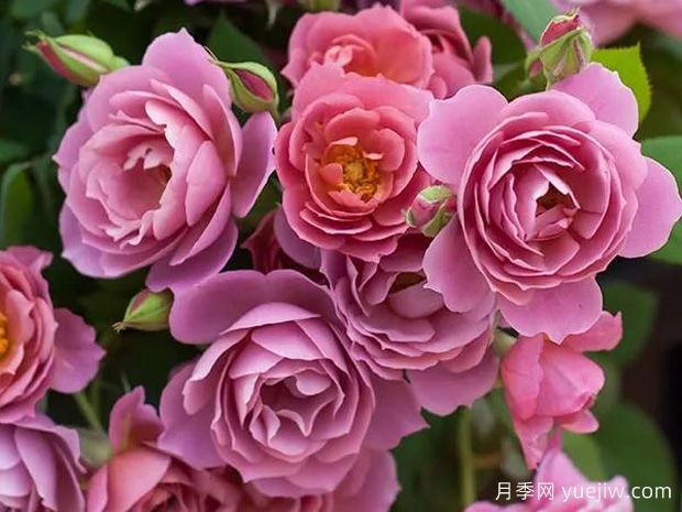 葵风雅月季(图1) 葵风雅月季(图1)