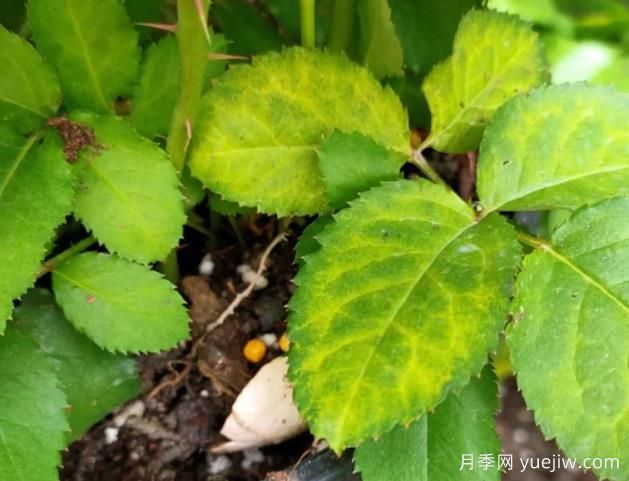 初冬月季出现大量黄叶，需要打药吗？(图1)