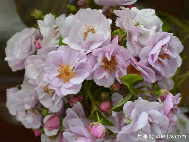 主题月季(图1) 主题月季(图1)