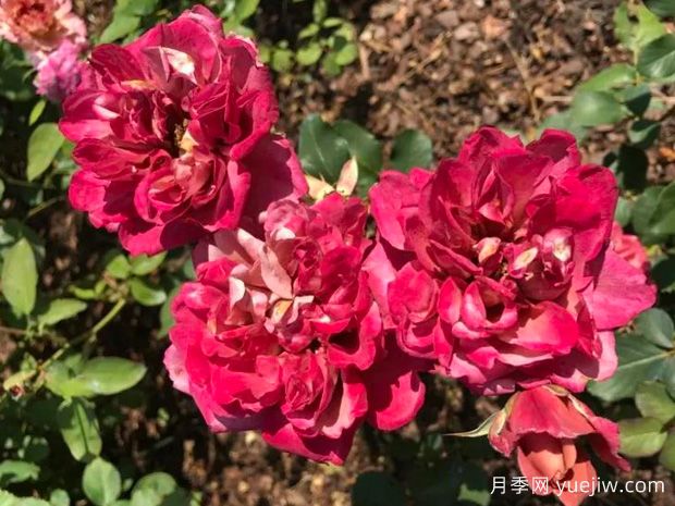 万花筒月季(图1) 万花筒月季(图1)