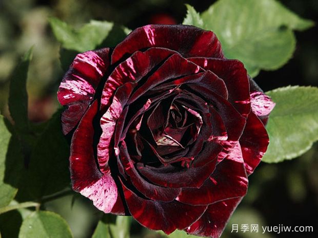 黑樱桃冰淇淋月季(图1) 黑樱桃冰淇淋月季(图1)