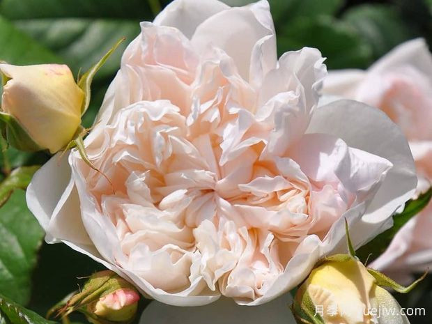 精灵女王月季/精灵皇后(图1) 精灵女王月季/精灵皇后(图1)