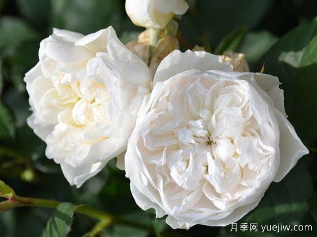 精灵女王月季/精灵皇后(图2) 精灵女王月季/精灵皇后(图2)