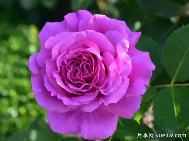 芬芳空气月季/空气香水/香漫空间(图1) 芬芳空气月季/空气香水/香漫空间(图1)