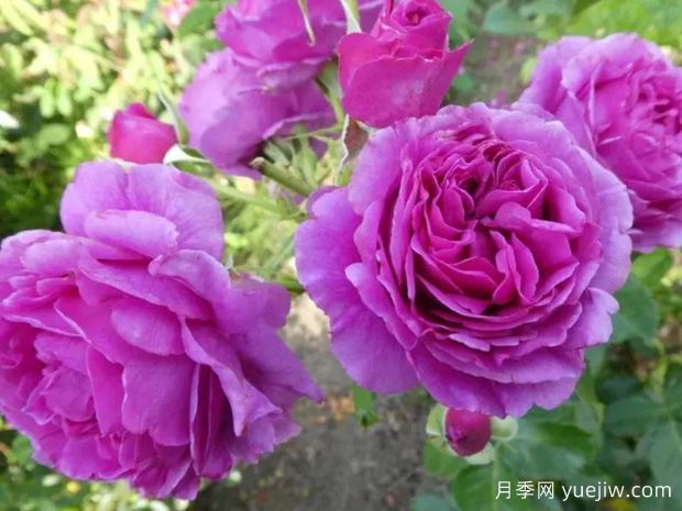 芬芳空气月季/空气香水/香漫空间(图2) 芬芳空气月季/空气香水/香漫空间(图2)