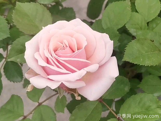 苔原欢腾月季(图2) 苔原欢腾月季(图2)