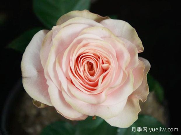 苔原欢腾月季(图1) 苔原欢腾月季(图1)