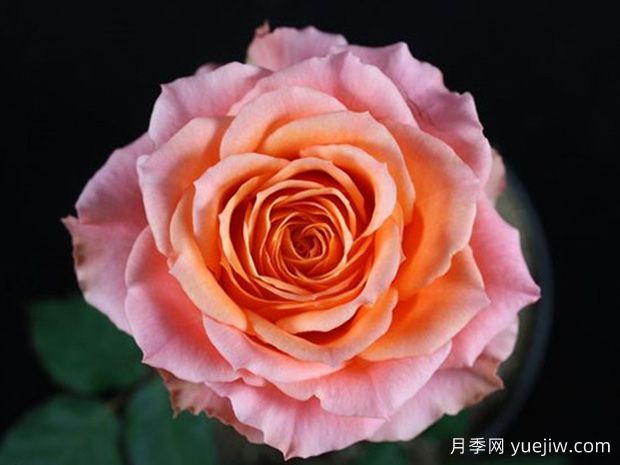 热带草原欢腾月季(图1)