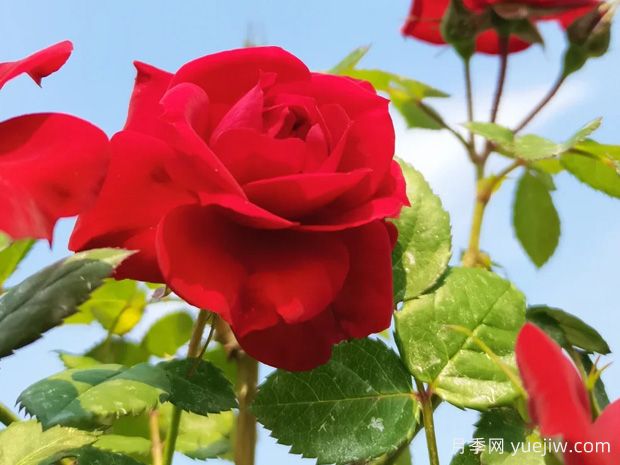 灼热欢腾月季/火山黄腾/火热欢腾Vulcanic Ovation(图2)