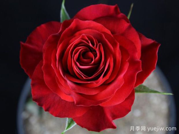 灼热欢腾月季/火山黄腾/火热欢腾Vulcanic Ovation(图1)