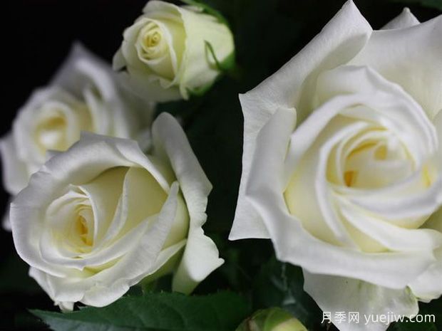 冰川欢腾月季(图1) 冰川欢腾月季(图1)