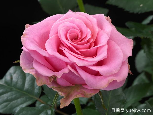 尼罗河欢腾月季(图1) 尼罗河欢腾月季(图1)