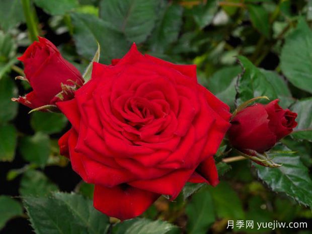 熔岩欢腾月季(图1) 熔岩欢腾月季(图1)