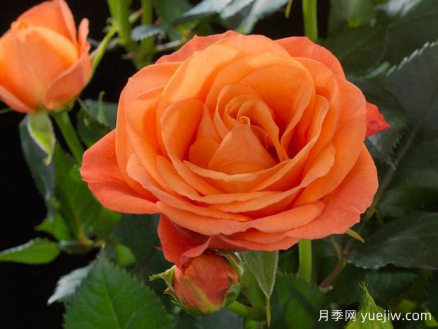 地球欢腾月季(图1) 地球欢腾月季(图1)