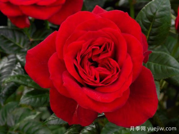 星图欢腾月季(图1) 星图欢腾月季(图1)