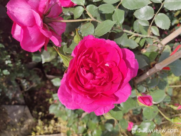 五款爬藤月季好养好看,养出漂亮的花墙不是梦(图2) 5款爬藤月季好养好看,养出漂亮的花墙不是梦(图2)