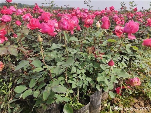 春季上市销售的盆栽月季有哪三种类型?(图1) 春季上市销售的盆栽月季有哪三种类型?(图2)