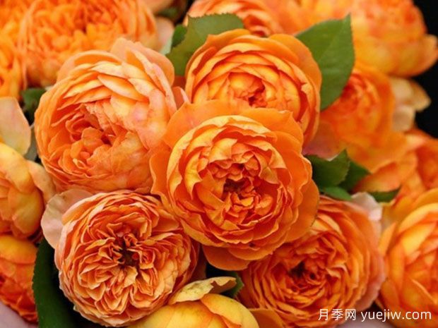 推荐4种月季花,花量大生长快,不用管理涨势依旧(图1) 推荐4种月季花,花量大生长快,不用管理涨势依旧(图1)