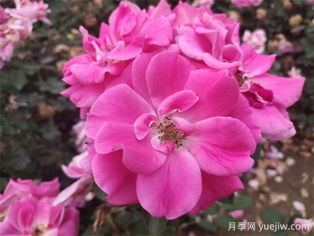 工程绿化常用丰花月季品种有哪几种?7个好品种(图1) 工程绿化常用丰花月季品种有哪几种?(图1)