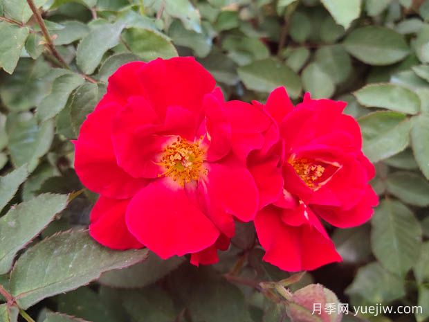 工程绿化常用丰花月季品种有哪几种?7个好品种(图2) 工程绿化常用丰花月季品种有哪几种?(图2)