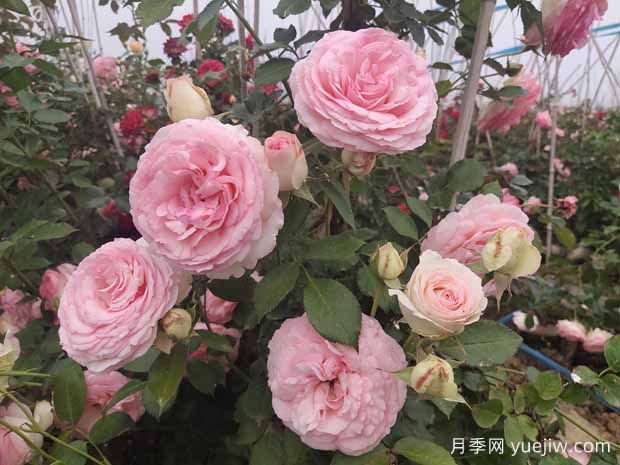 六大类型月季在绿化中的运用！苗木工程人必看(图3)