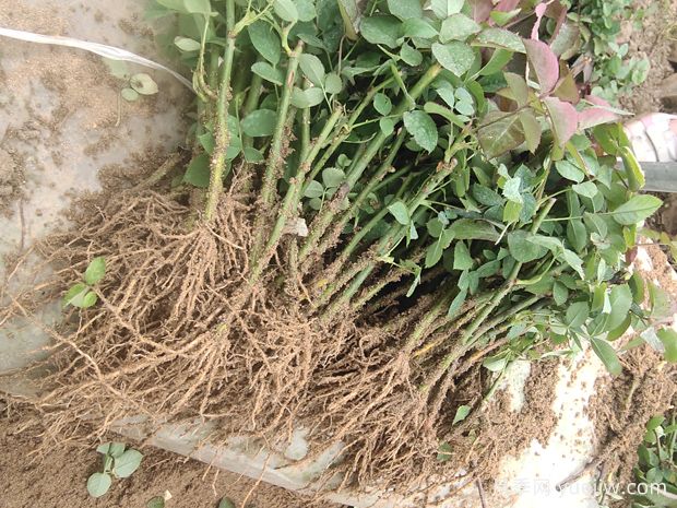 藤本月季这几种苗情要分清，3个种类各不同(图1)