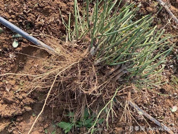 藤本月季这几种苗情要分清，3个种类各不同(图2)