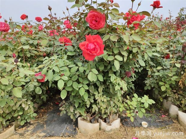 美植袋月季,大花丰花大钵月季苗(图1) 美植袋月季,大花丰花大钵月季苗(图1)