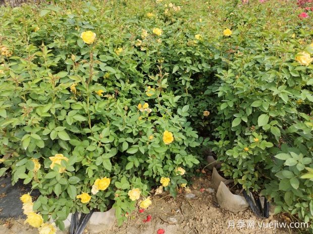 美植袋月季,大花丰花大钵月季苗(图2) 美植袋月季,大花丰花大钵月季苗(图2)