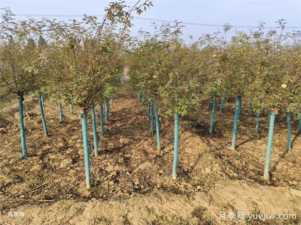 欧月树状月季基地批发,不一样的月季树(图4) 欧月树状月季基地批发,不一样的月季树(图4)