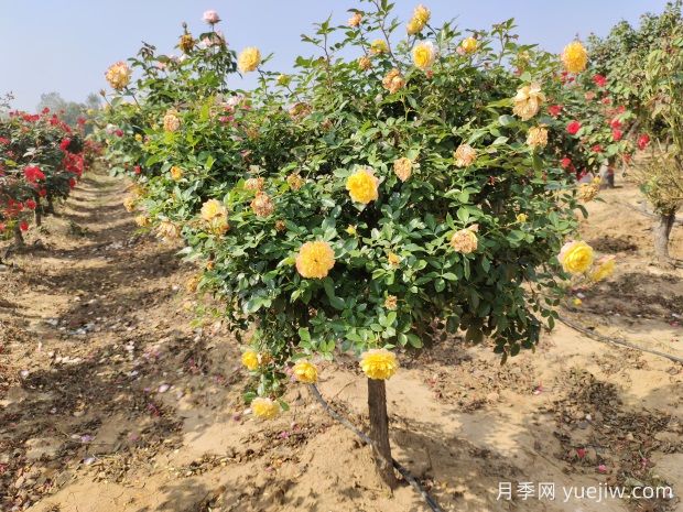 欧月树状月季基地批发,不一样的月季树(图1) 欧月树状月季基地批发,不一样的月季树(图1)