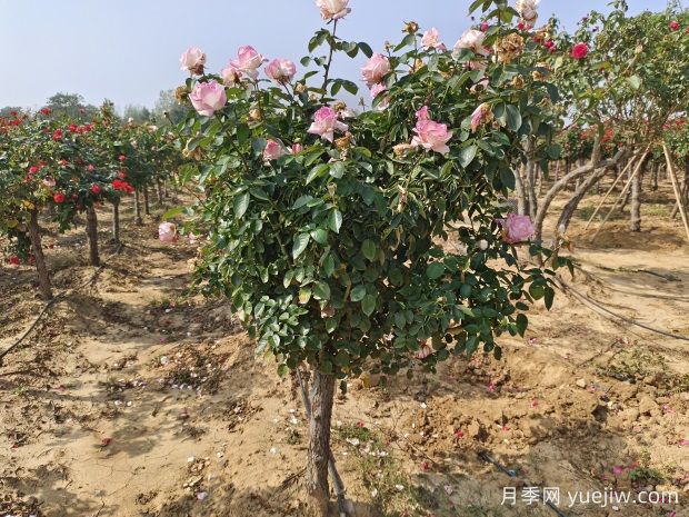 欧月树状月季基地批发,不一样的月季树(图2) 欧月树状月季基地批发,不一样的月季树(图2)
