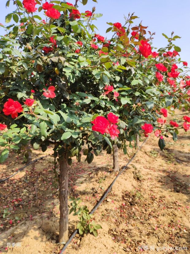 欧月树状月季基地批发,不一样的月季树(图3) 欧月树状月季基地批发,不一样的月季树(图3)