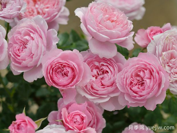 推荐10款适合新手的月季品种,高颜值还好养(2) 推荐10款适合新手的月季品种,高颜值还好养(图2)