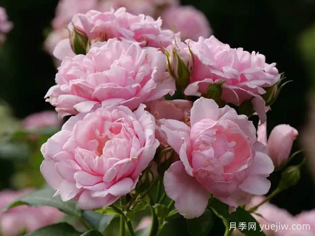 粉色怀旧月季(图1) 粉色怀旧月季(图1)
