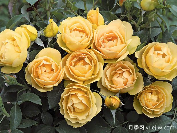 保罗佩杰罗尼月季/保罗月季(图1)