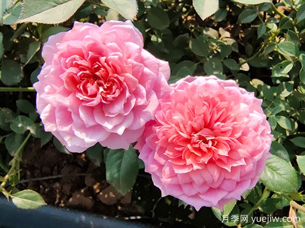 让月季花连续开花的办法有哪些？(图1)