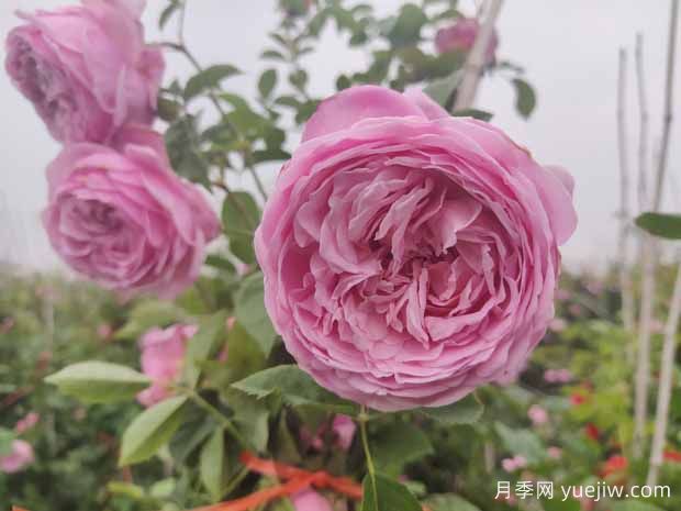 分享欧月八款月季花颜值爆棚,非常美丽(图1) 分享八款欧月月季花,颜值爆棚非常美丽(图1)