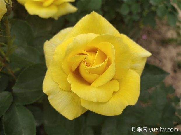 月季花需要什么样的环境和土壤? (图1) 月季花需要什么样的环境和土壤? (图1)