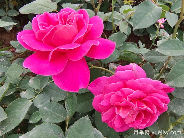 月季花的第二波花，如何让花长得更好？(图1)