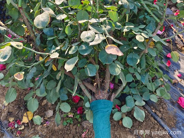 树状月季嫁接时如何正确选择接芽？(图1)