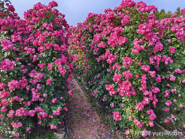 月季全年养护要点,1-12月全国各区域详解(图5) 月季全年养护要点,1-12月全国各区域详解(图5)
