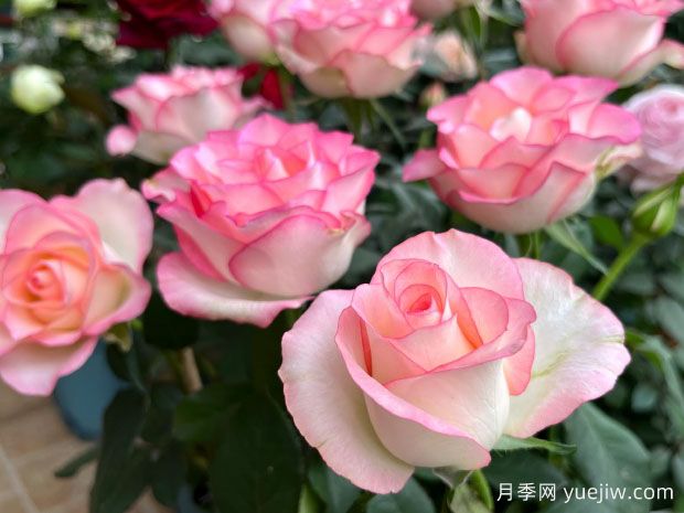 艾莎月季的优缺点是什么？(图1)