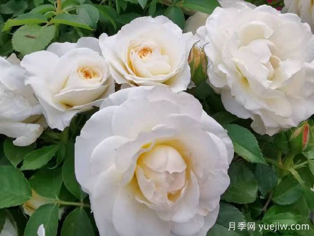 冰淇淋阳台,阳台月季界的新星,无刺勤花颜值高(图1) 冰淇淋阳台,阳台月季界的新星,无刺勤花颜值高(图1)