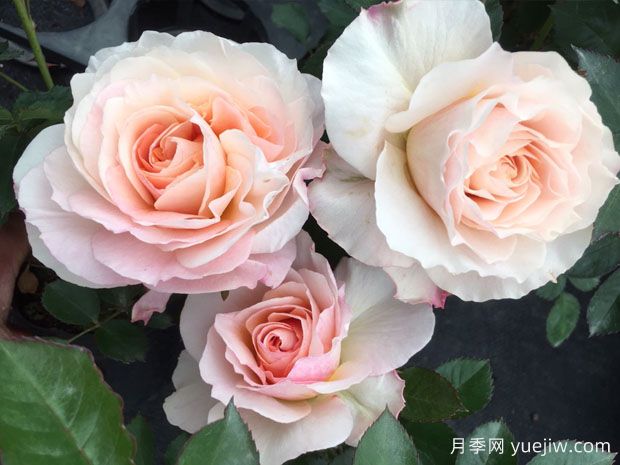 冰淇淋阳台月季/冰激淋阳台(图2) 冰淇淋阳台月季/冰激淋阳台(图2)